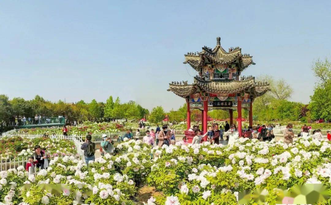 该牡丹园迎来开园以来的最大客流,4月8日,小编从曹州牡丹园获悉,关注
