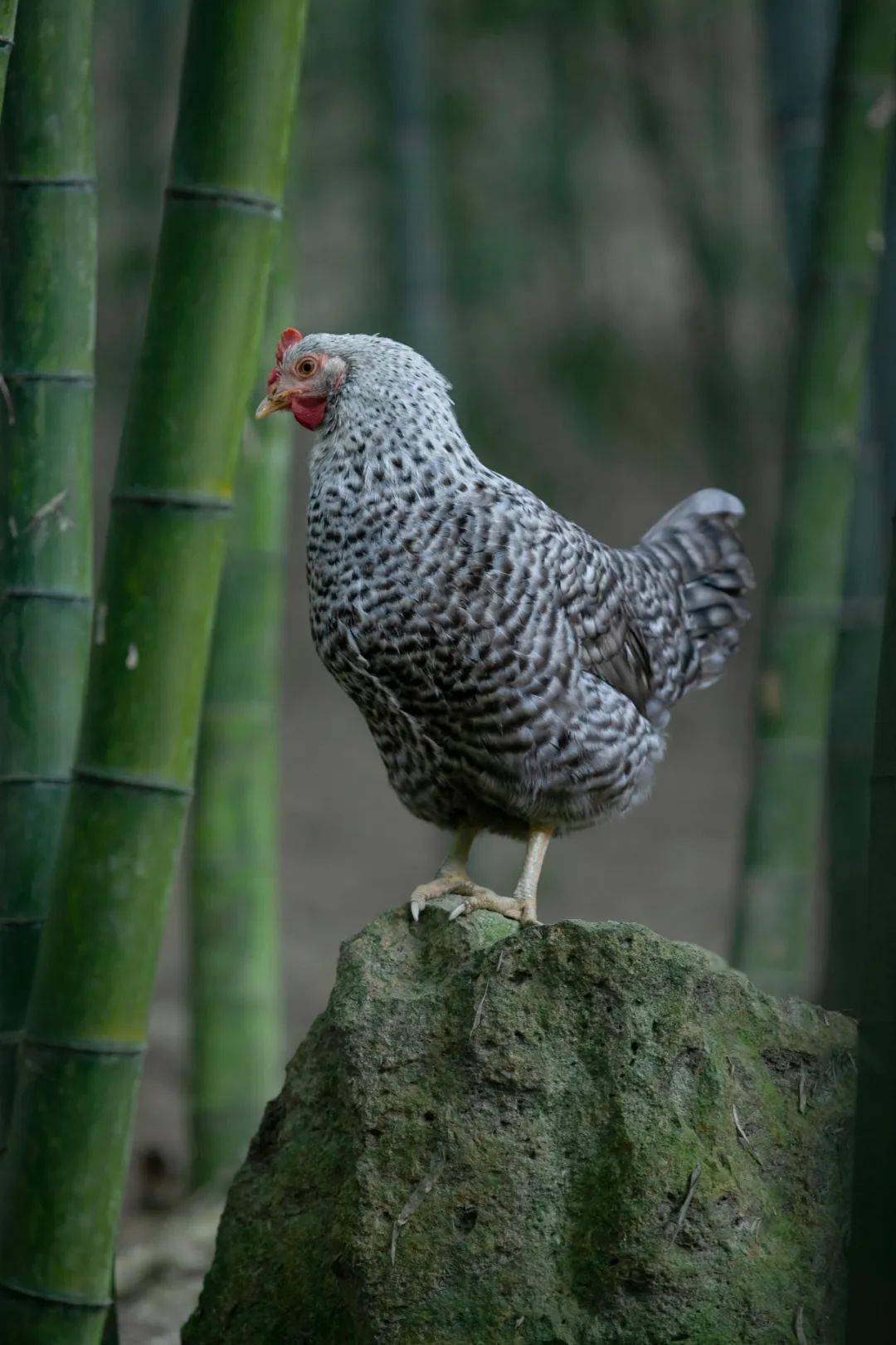 吃鸡?广东人绝不认输