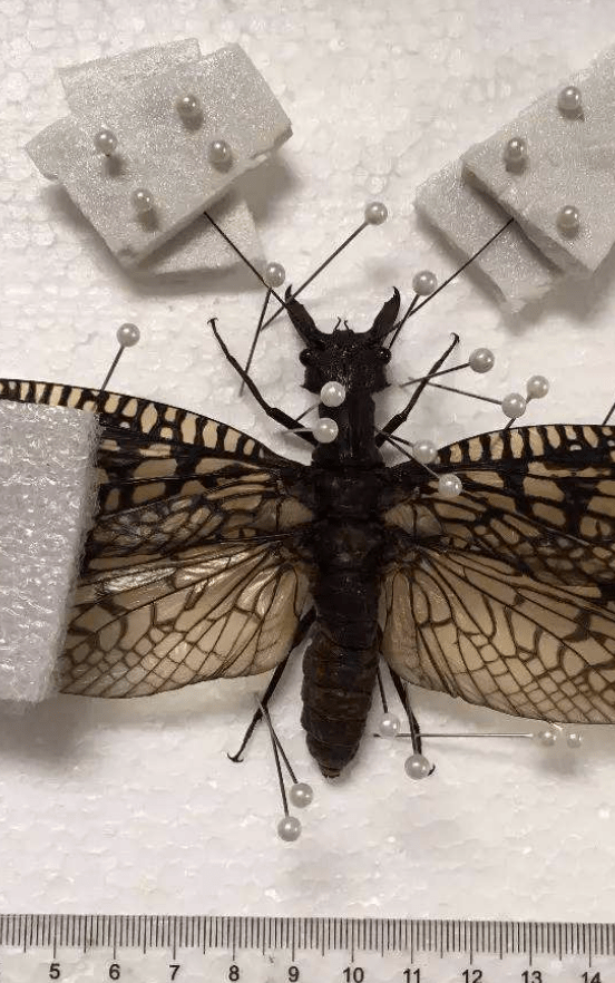 马来式网主要用于捕捉双翅目和膜翅目的昆虫灯诱幕布主要用于捕捉夜行