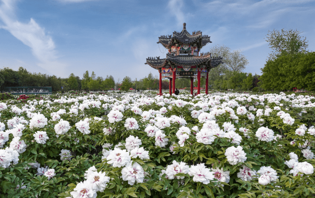 鲜花培训（沈阳花艺培训插花培训鲜花培训） 第1张