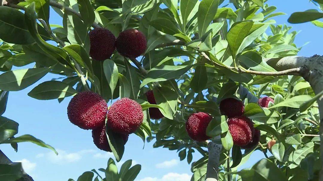 石屏杨梅在外省火了_上市_云南_杭州