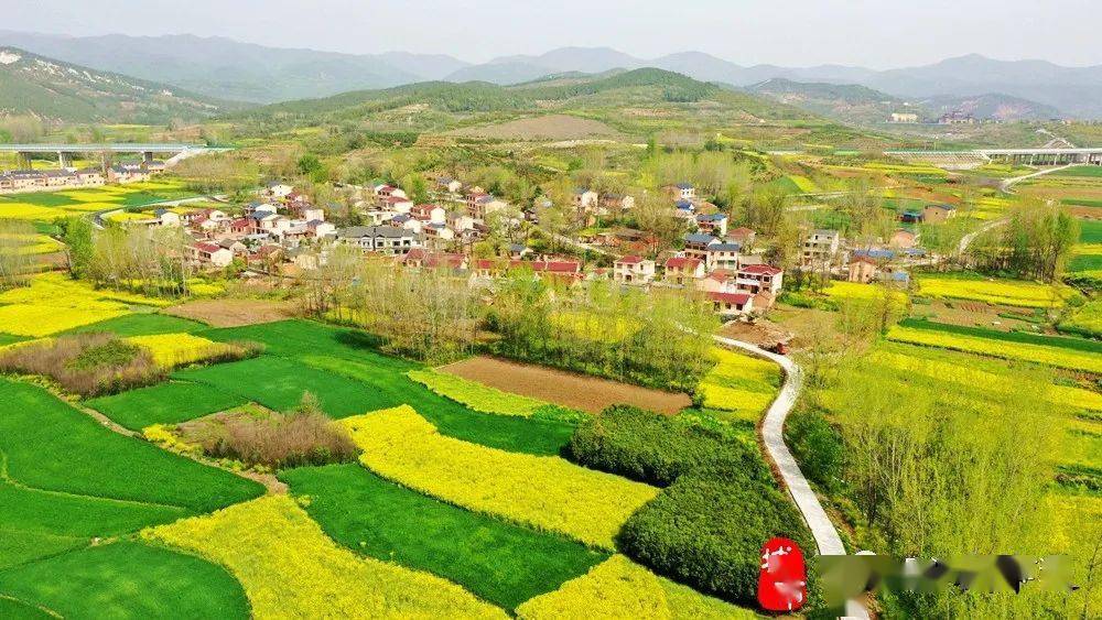 丹江口市石鼓镇贾寨村黄川村油菜花海_家乡_视频_详情