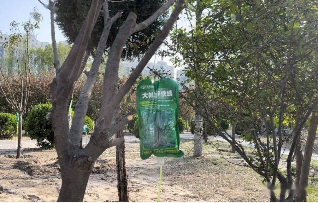 市民所见的吊袋液是树木专用营养液,用大树营养液给树木打吊瓶,原理