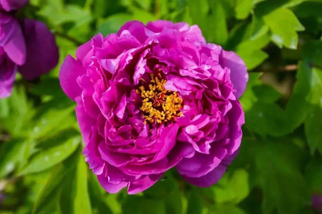 不负花期,来兴庆宫赴一场春日盛宴!_牡丹_郁金香_品种