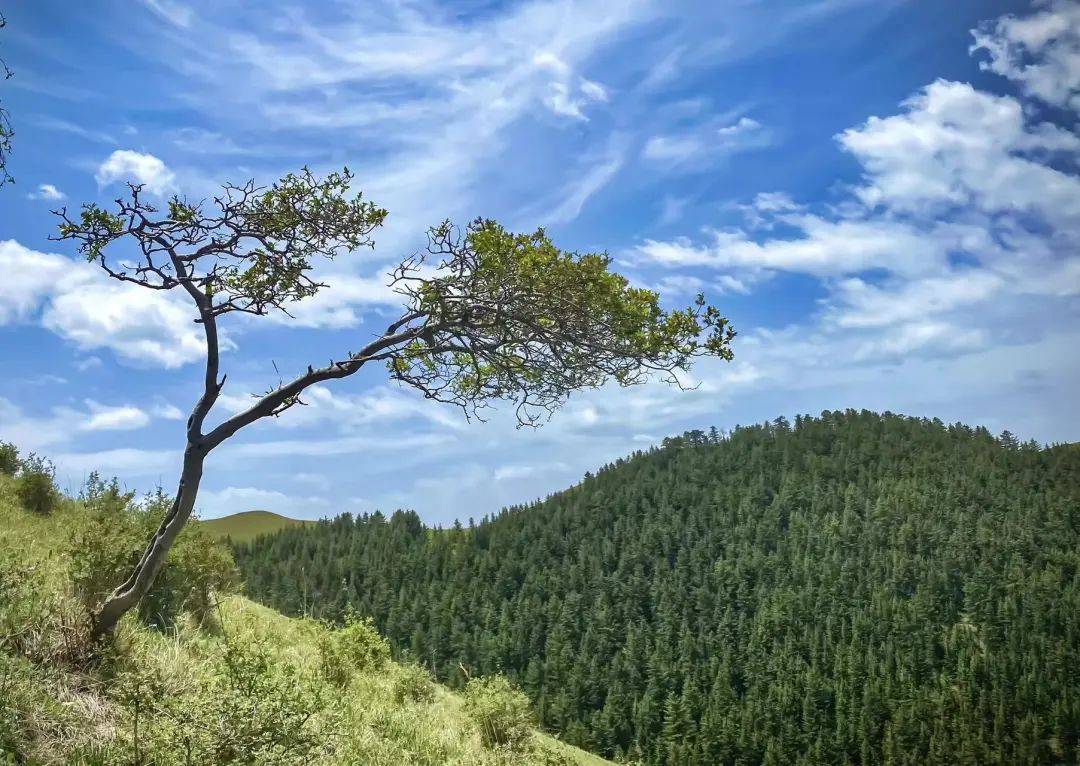 植绿人的戍守