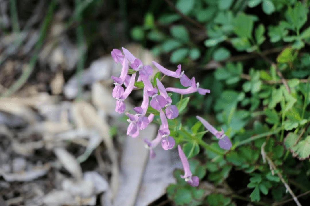 芳草百味 | "一粒金丹"绝非浪得虚名,它究竟是