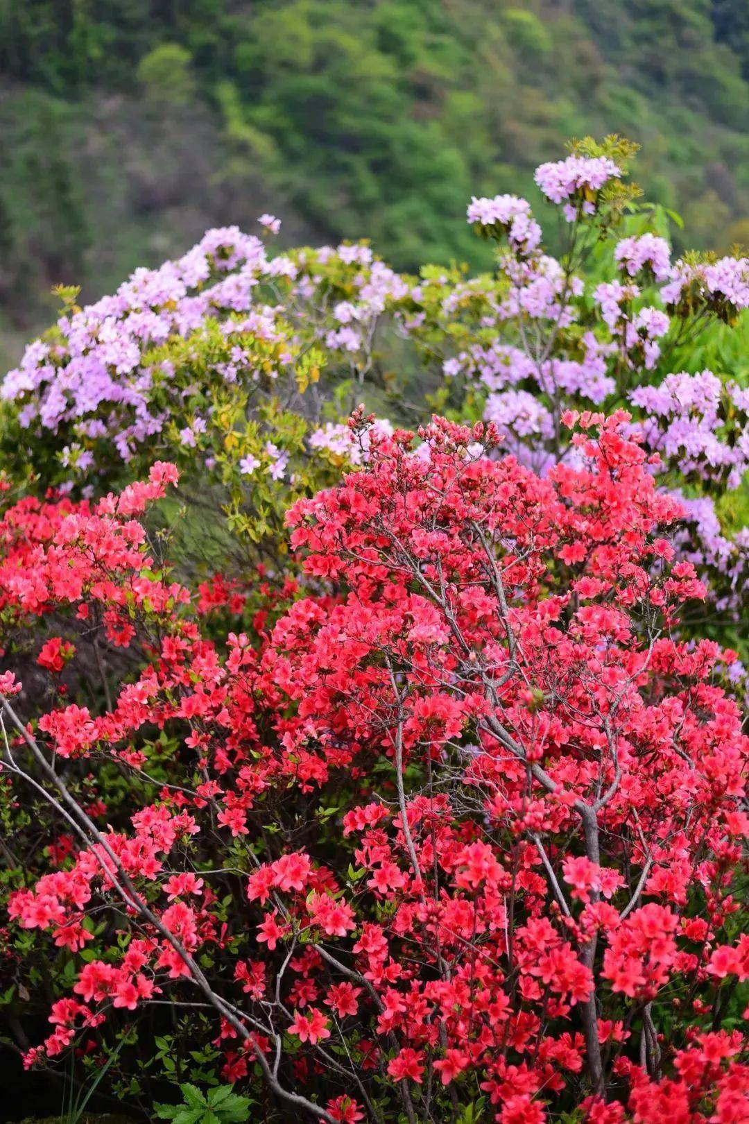 16 周日 新晋网红杜鹃林,水帘洞倒照映山红,相约云海杜鹃,山间怪石