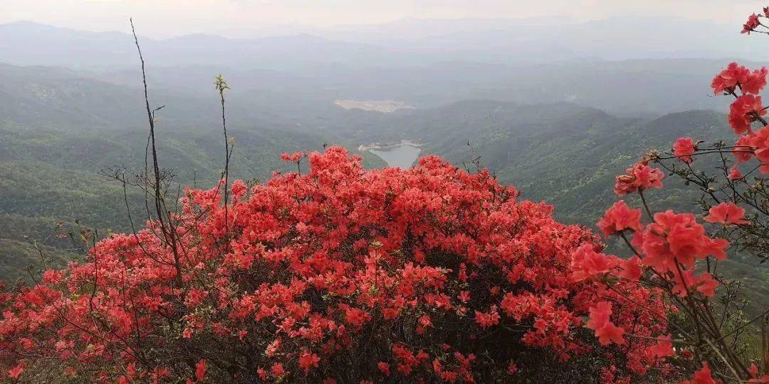周四【2023年通天蜡烛杜鹃花节】67:登从化通天蜡烛,赏漫山杜鹃花海