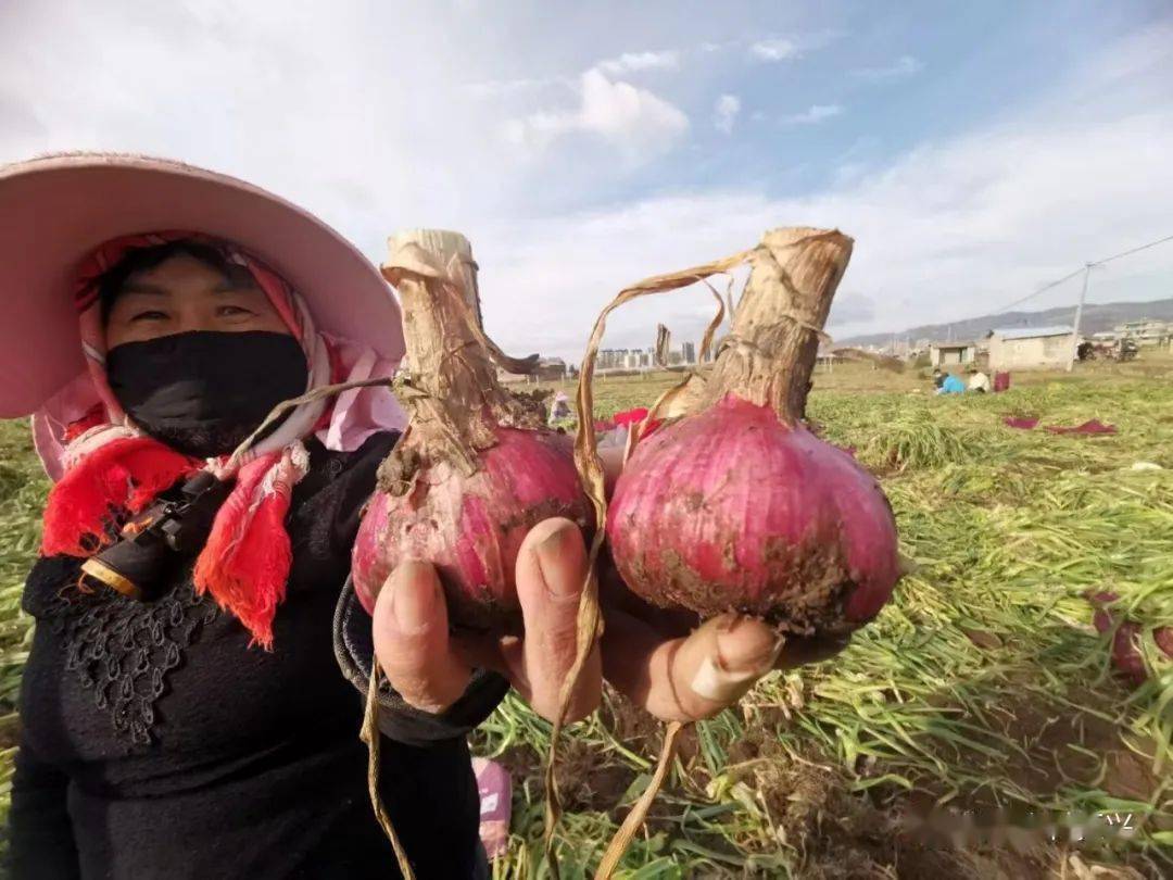 祥云县祥城镇:"小蒜盘"算出增收致富经_大蒜_种植_王素琼