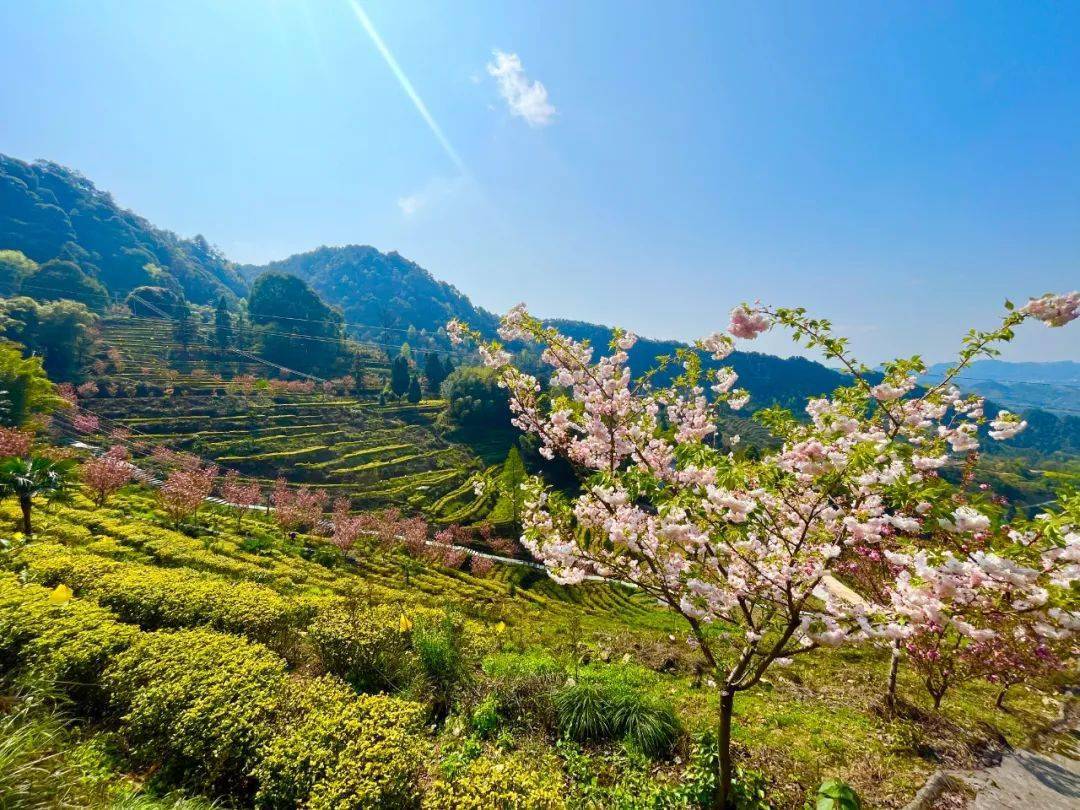 茶山青 樱花美 田园风光正旖旎_坪村_村民_荔枝街道