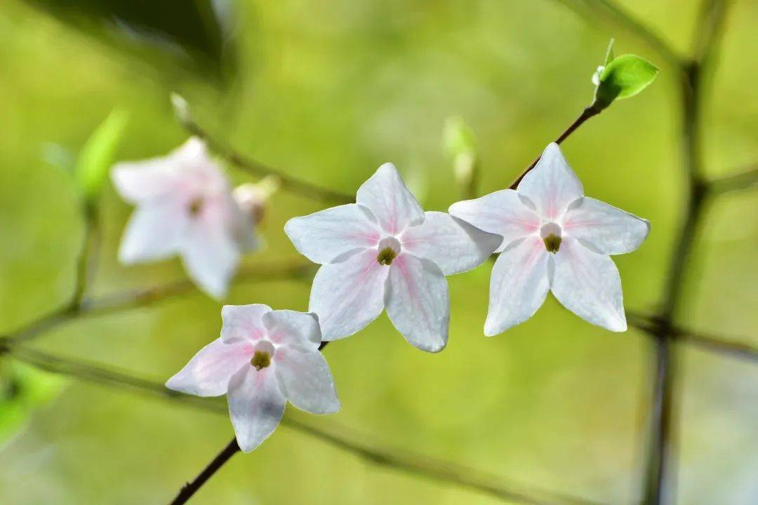 陀螺果花图片