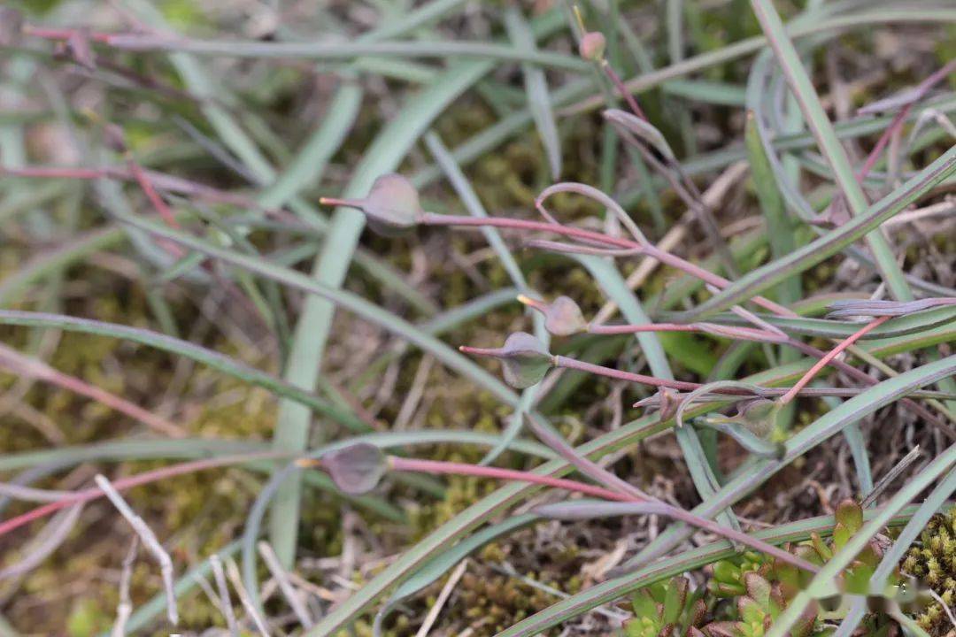 滴水岩植物图集(三)_卢梭_陵菜_遐想