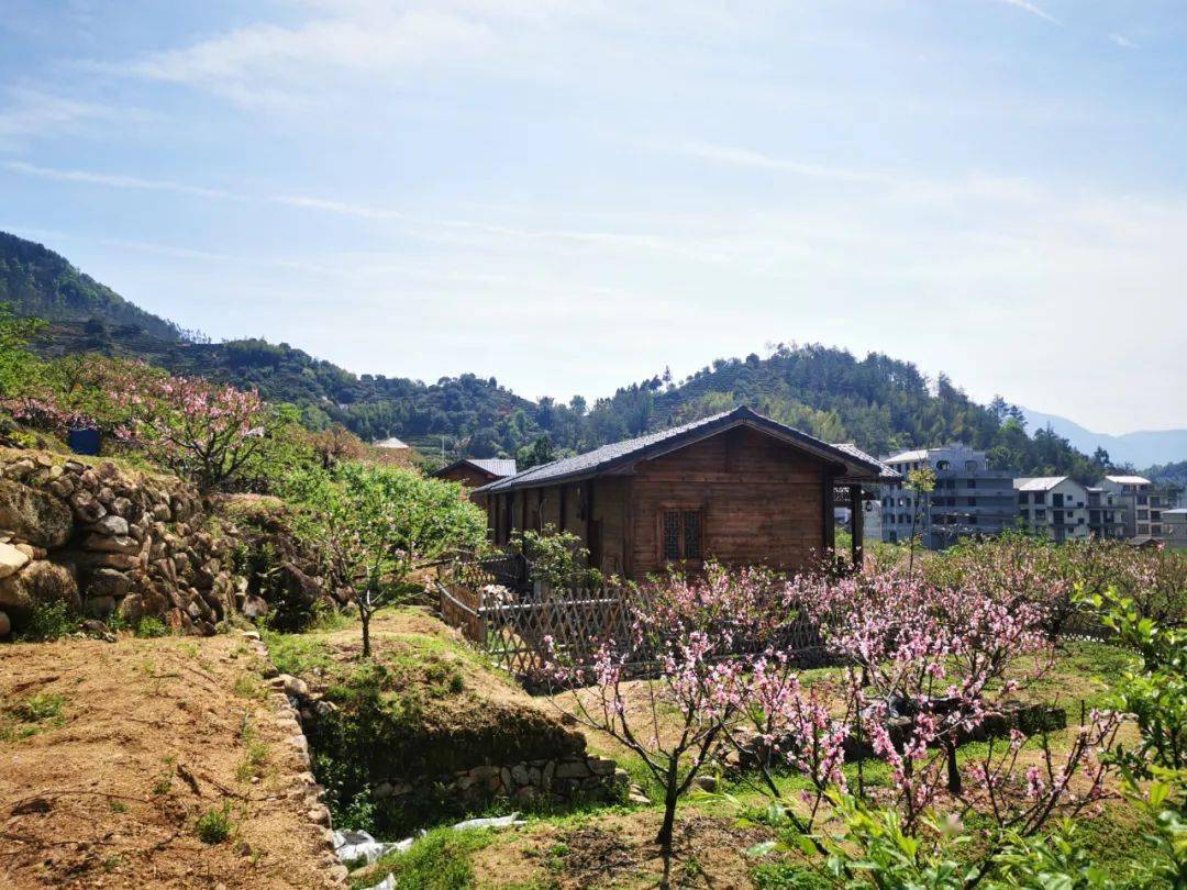 最美人间四月天 崇德尚廉福安行_廉村_教育_桃花
