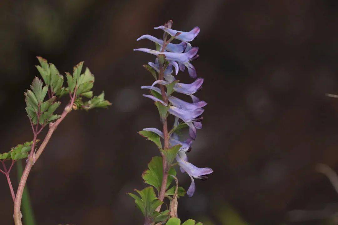 滴水岩植物图集(三)_卢梭_陵菜_遐想