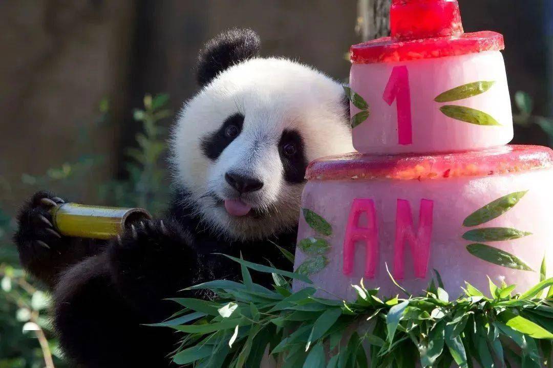 去年,動物園為兩個小美女熊貓寶舉辦了盛大的週歲生日派對,並全程錄影