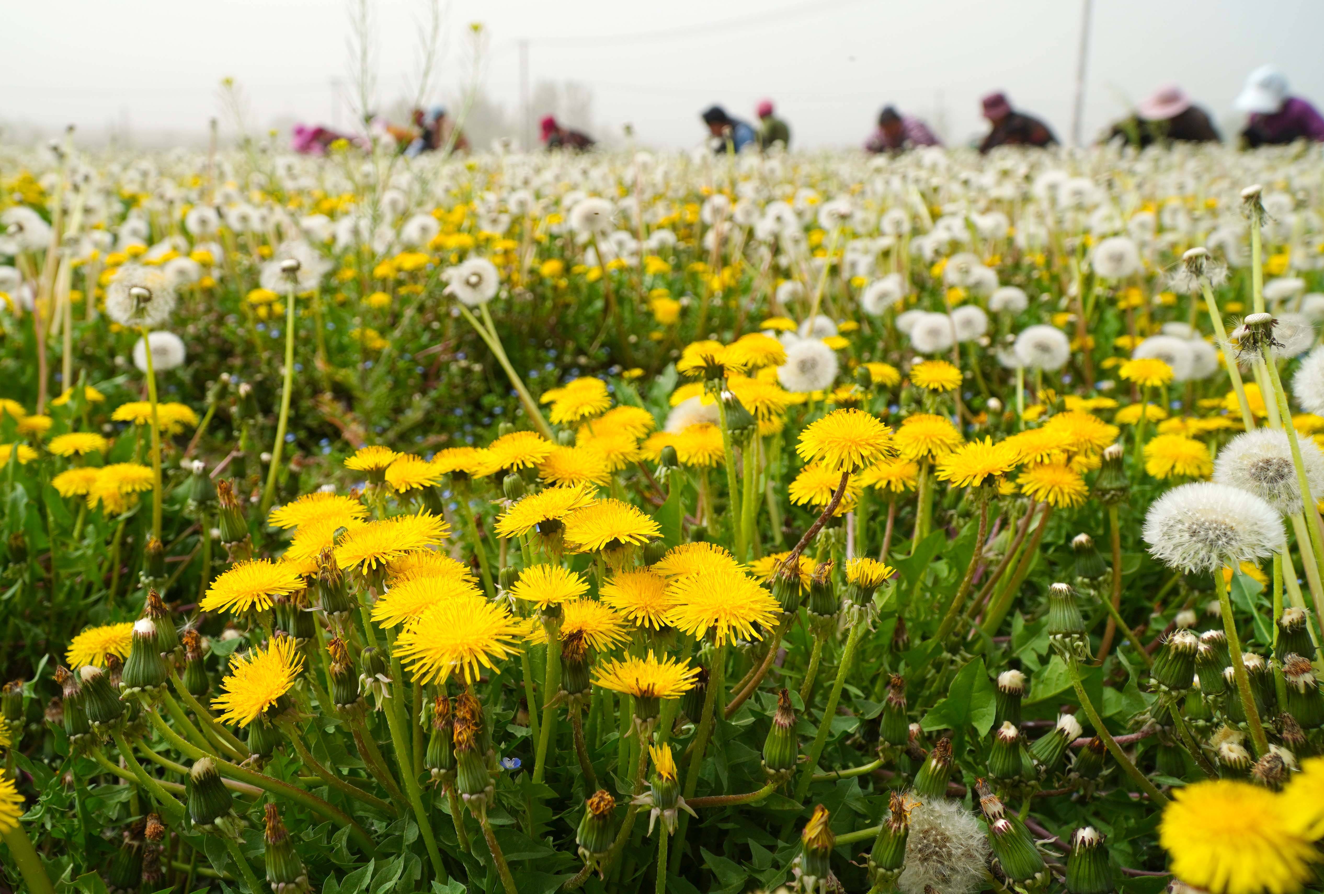 (经济)山东单县:蒲公英收割加工忙_新华社_种植_村民