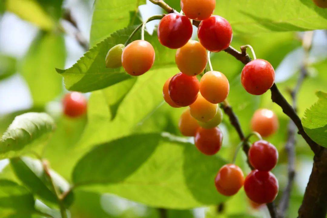 织金这里的樱桃熟了,甜得像初恋_玛瑙_社区_种植