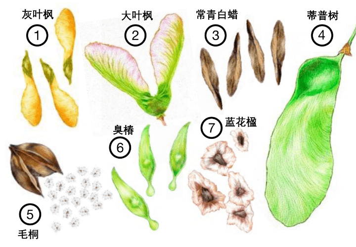 蒲公英种子的结构图片