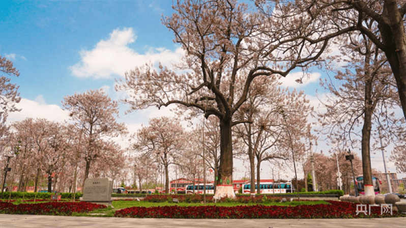 在河南省开封市兰考县焦桐广场,粉紫色的泡桐花悄然盛放(央广网发 孔