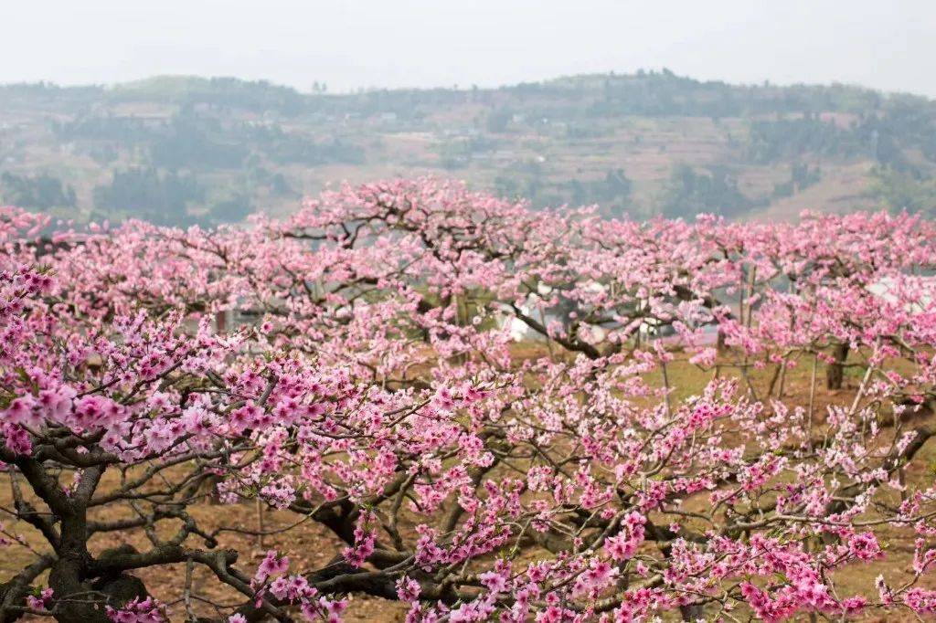 第40届兰州桃花旅游节4月16日开幕