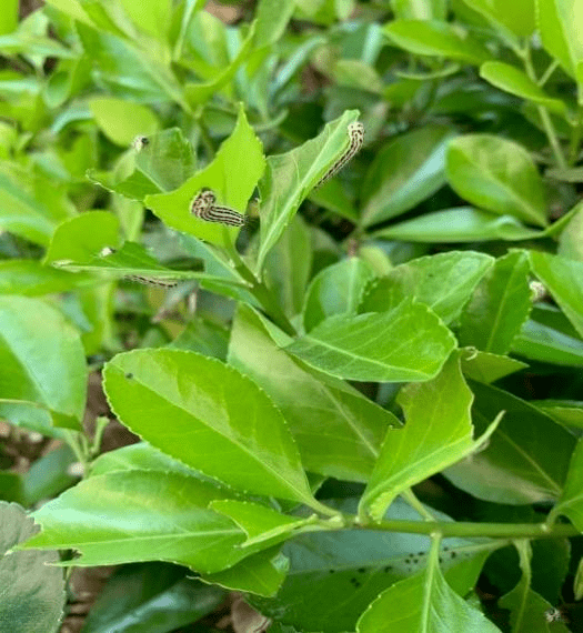 园林植保丨黄杨绢野螟的危害和防治方法_褐色_进行_幼虫