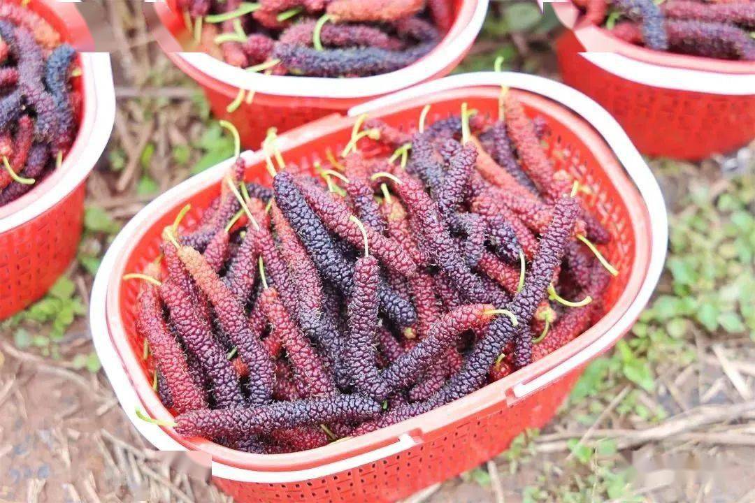 安居这里的长果桑葚熟了,免门票!_遂宁_拦江镇_水果