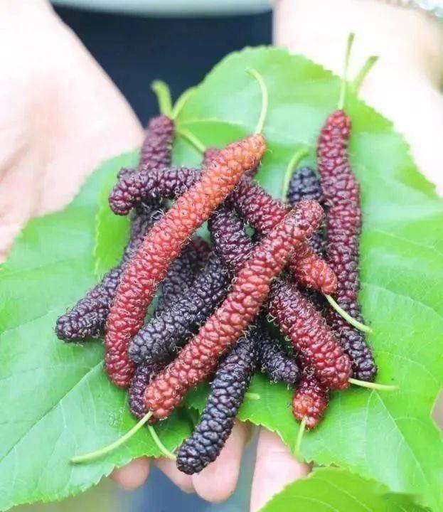 安居这里的长果桑葚熟了,免门票!_遂宁_拦江镇_水果