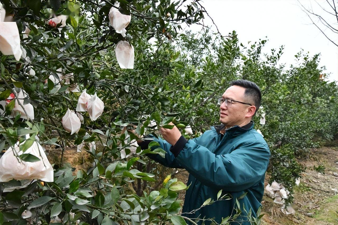 成都蒲江耙耙柑采摘园图片