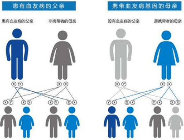 血友病人是如何阻断致病基因向子代传递的?_患者_女士_遗传