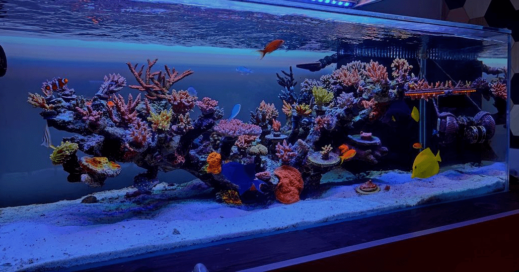 【美图秀】一大波超美海缸来袭~周末愉快_处理_问题_交流