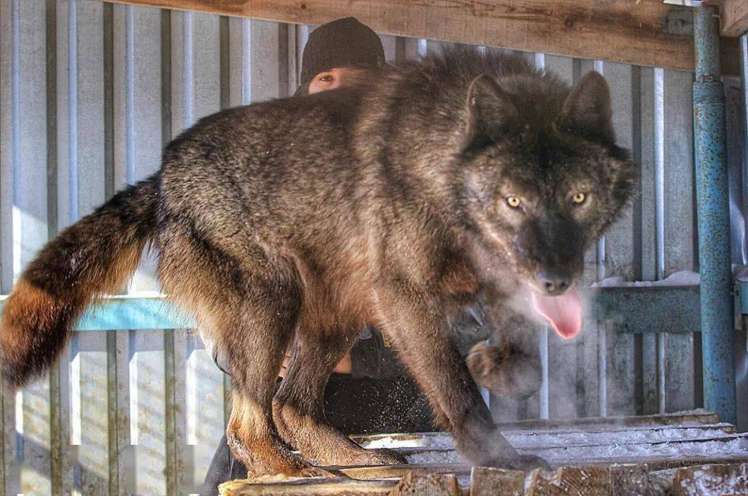 捡回来一只蓝眼雪橇犬，4个月后带去看兽医：这不是狗！！