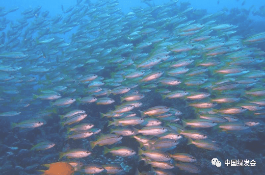 谈将来十年对海洋生物多样性的新兴影响 | 国际专家解读