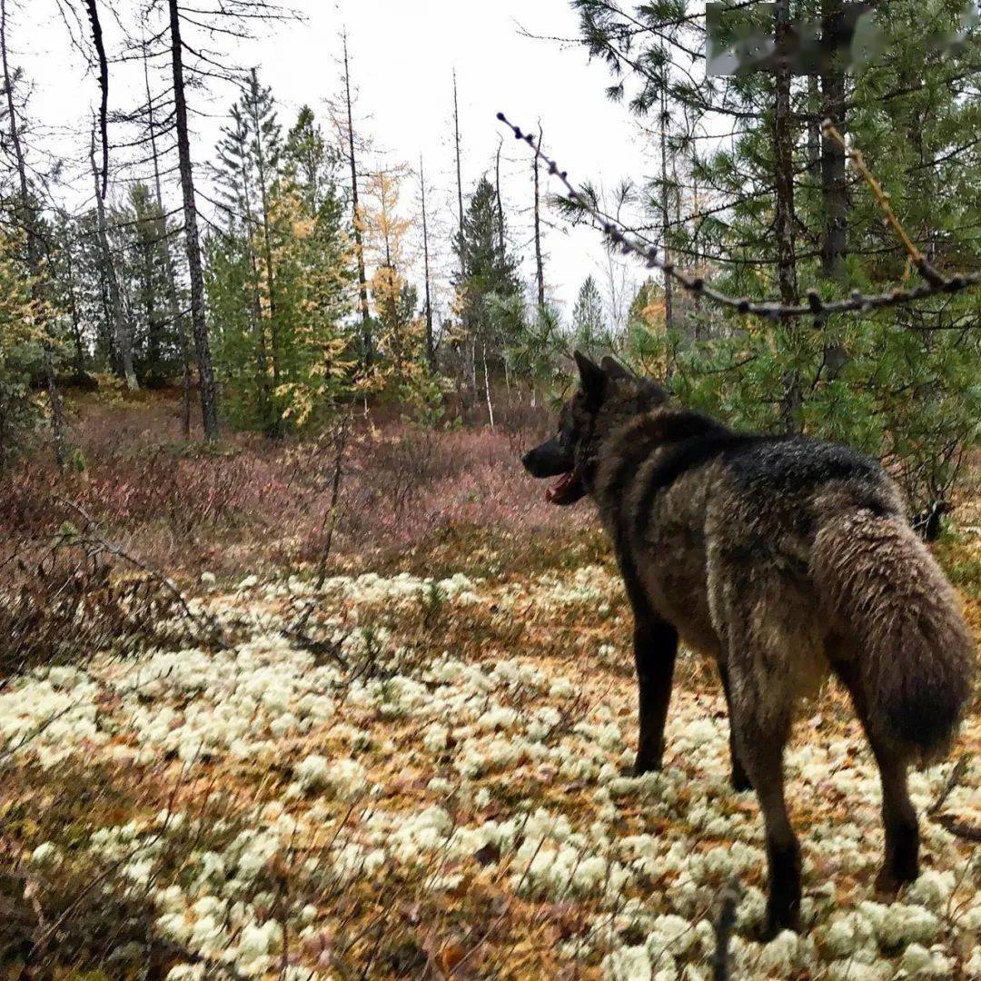 捡回来一只蓝眼雪橇犬，4个月后带去看兽医：这不是狗！！