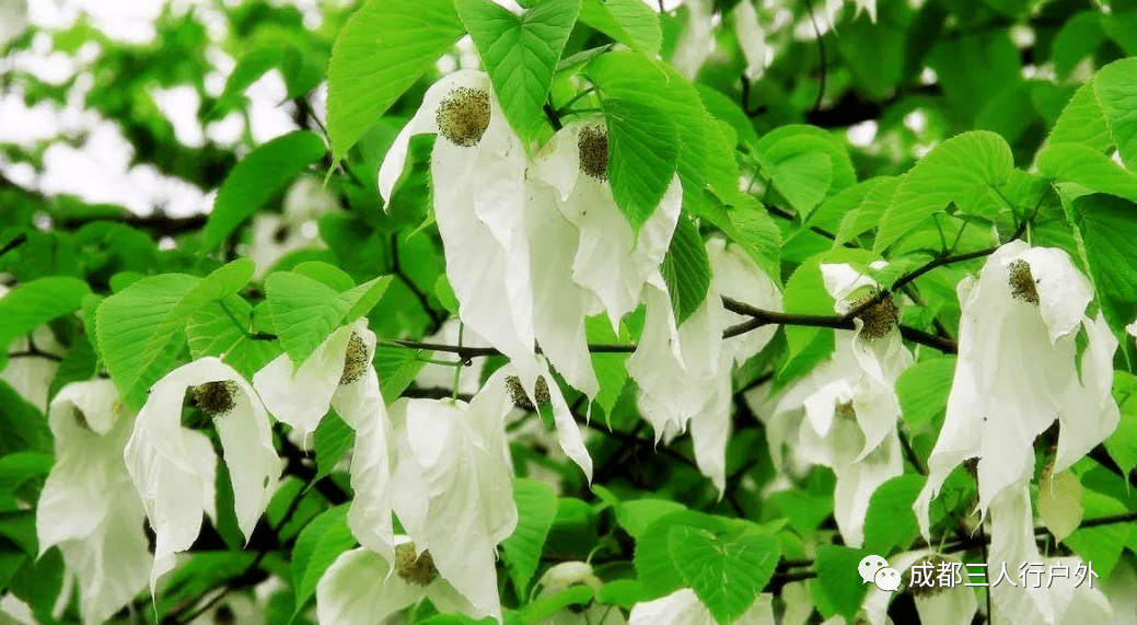 4月22号:荥经鸽子花节盛大开幕,徒步赏金山珙桐亚洲最大基地_活动