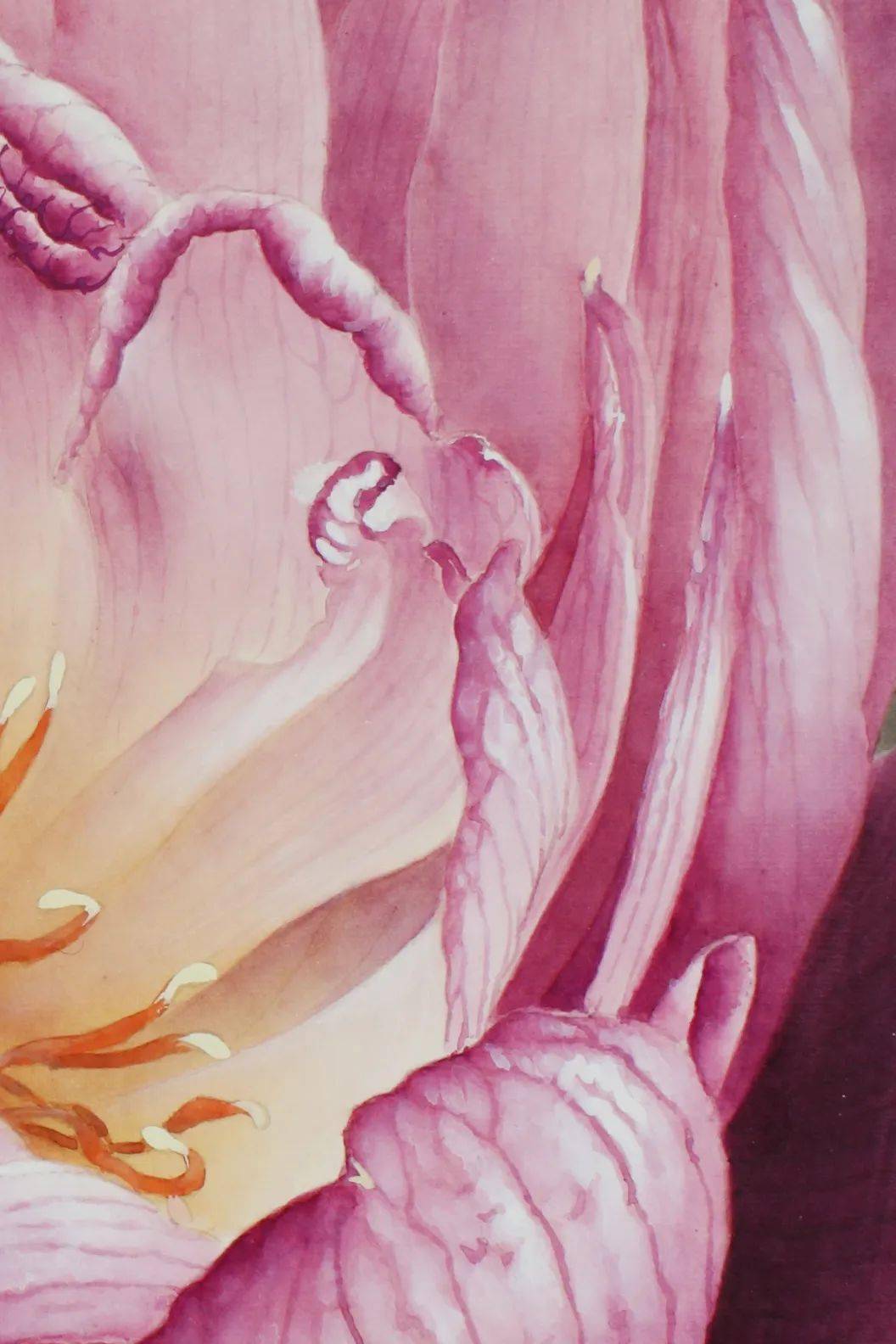 【教程】龚雪青工笔荷花《玉露》绘制步骤_花瓣_莲蓬_颜色