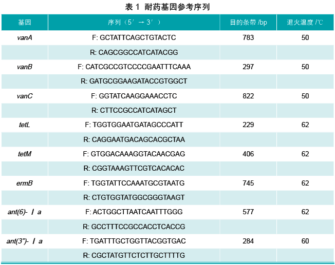 鹑鸡肠球菌图片