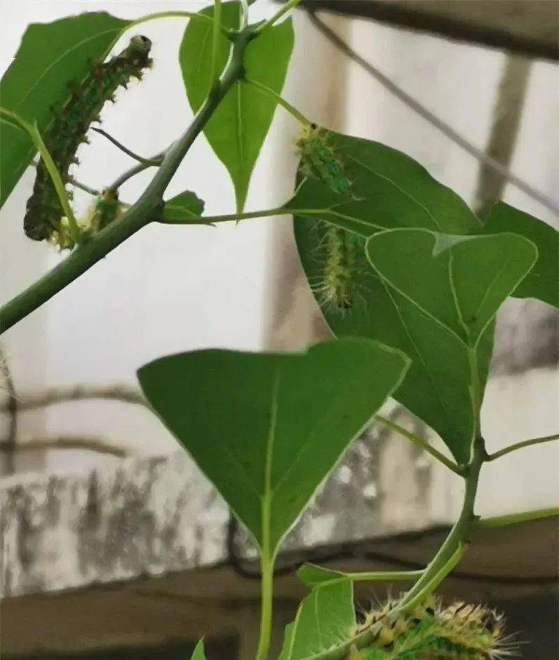 北祥新居里樟树爬满毛毛虫,路过要抱头_居民_虫子_物业