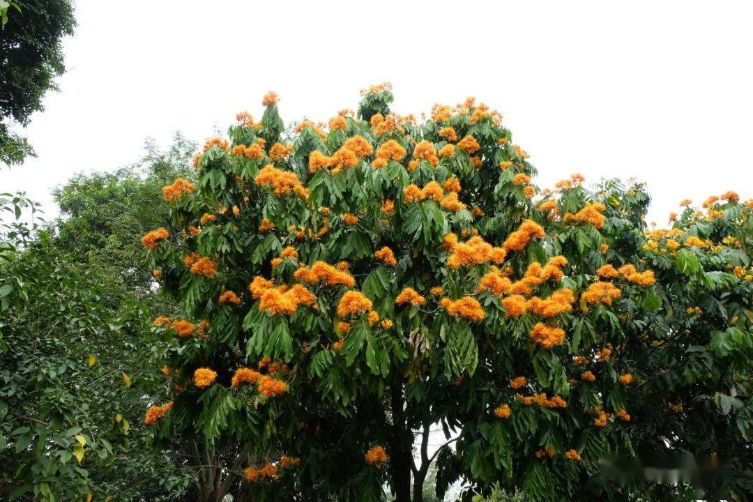 四季常开,无忧无虑无忧花_华南_中国_植物园