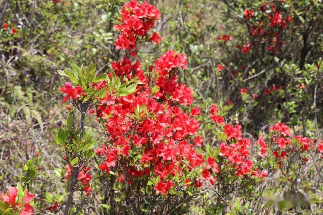 大湖杜鹃花海又红了!_岭头村_发展_游客