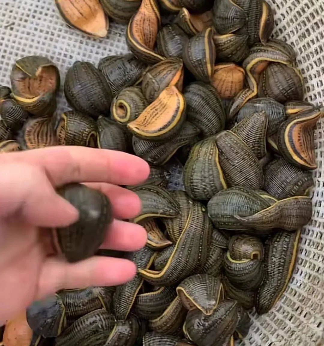 这种"童年阴影"竟这么值钱?_蚂蟥_俞先生_水蛭