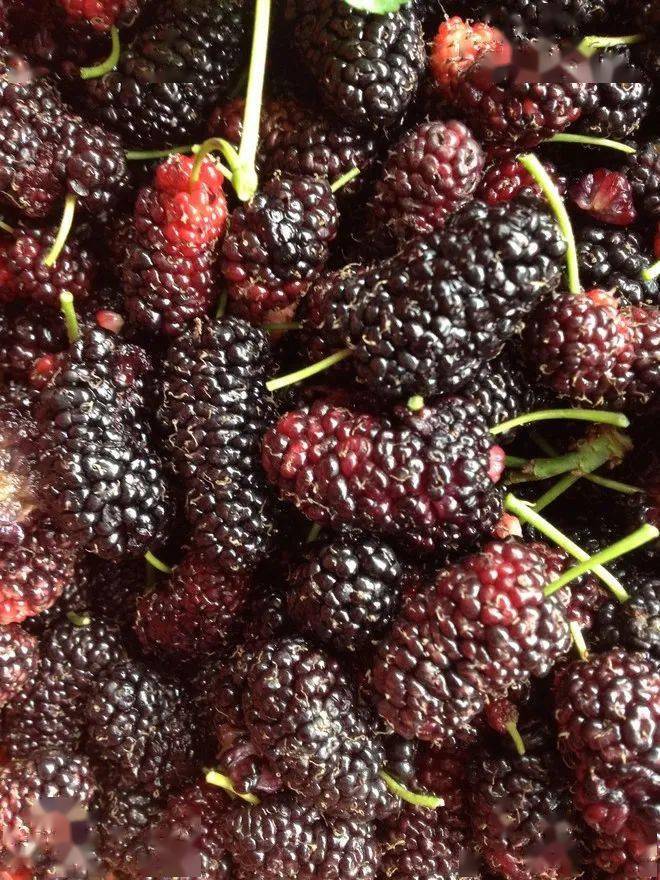 控三高,强免疫,乌发明目精神好~_桑葚_含量_水果