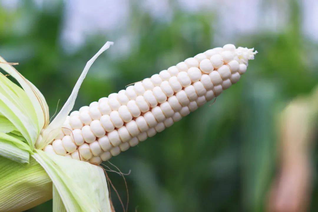 但其实,这款来自云南西双版纳的袖珍玉米,是傣族特有的古老品种.