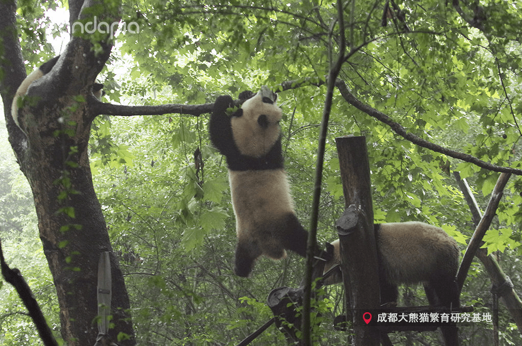 接力冰墩墩，蓉宝会是下个“顶流”吗？