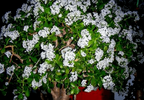 玉树临风"一树花",真是"好兆头",吉祥如意还镇宅,美死了_水果_土壤