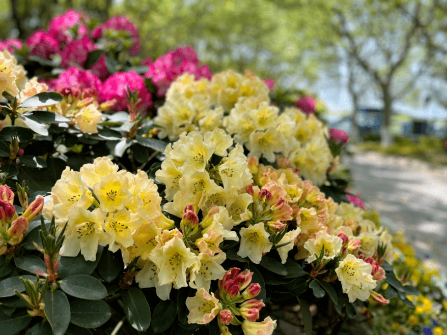 赏申城杜鹃花，四月春光正好！