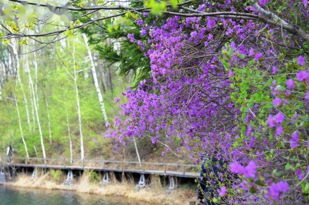 这个春天一定要来辉南……_杜鹃花_龙湾_生机