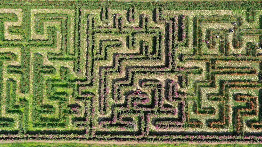 安龙:"玫瑰迷宫"花盛放 满园春色迷人眼_游客_景荷农_鲜花