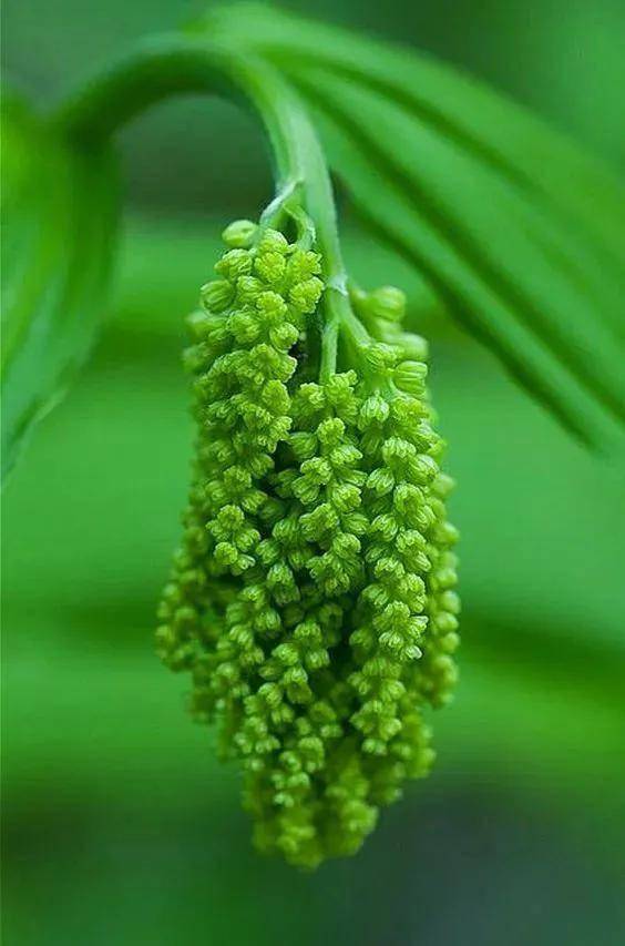 绿(手机看多了看一看)_网络_来源