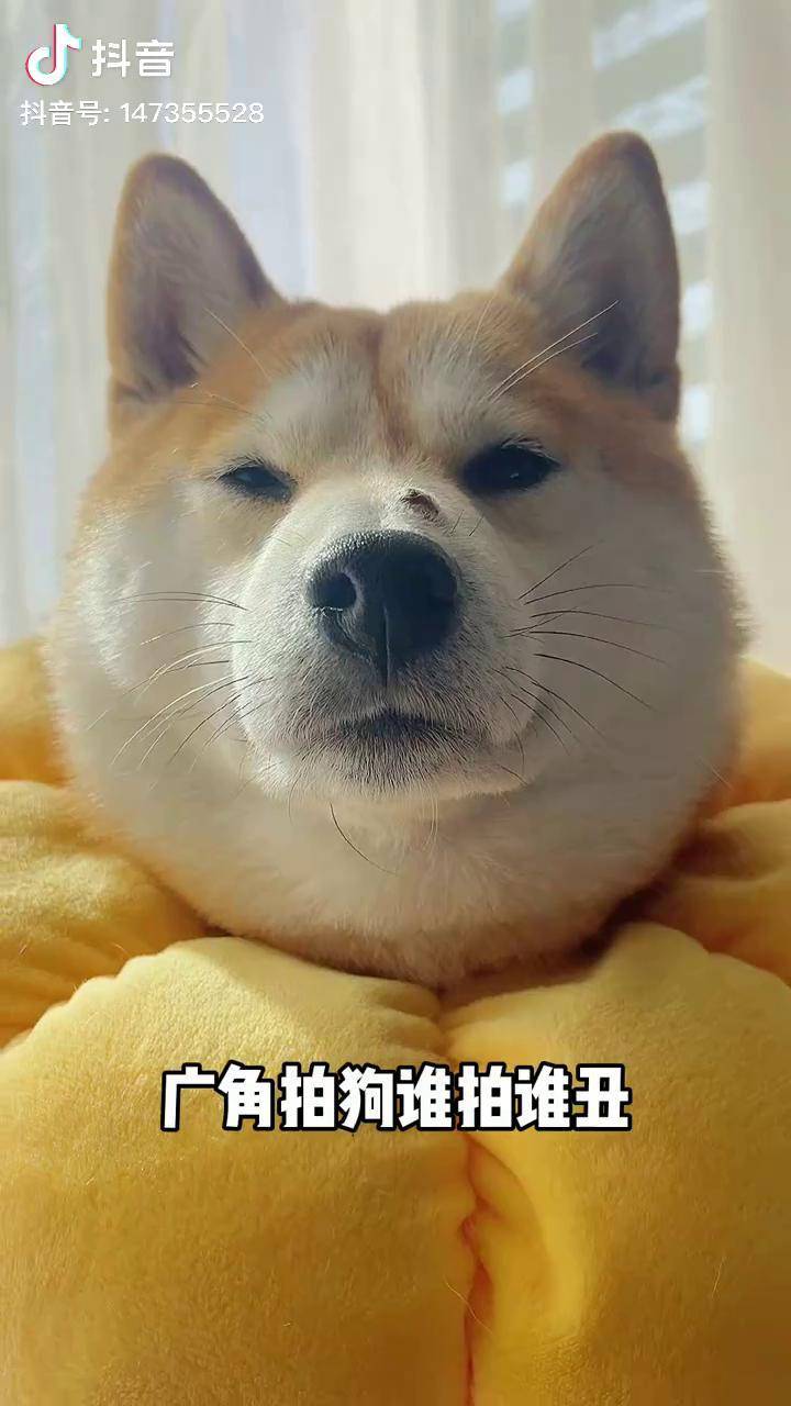 柏万也来试试广角拍照广角拍狗谁拍谁丑 柴犬