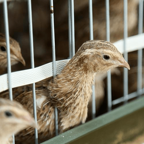 鵪鶉專題 | 夏季高溫高溼時,鵪鶉飼養管理要點有哪些?_工作_飼料_營養